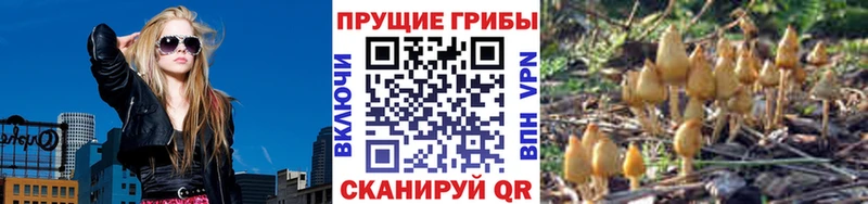 Псилоцибиновые грибы мицелий Старая Русса