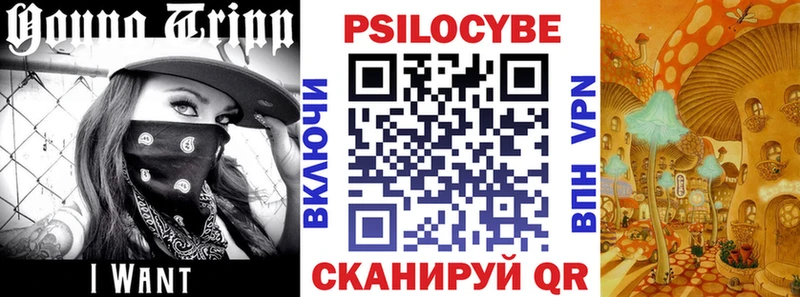 купить   Старая Русса  Псилоцибиновые грибы Psilocybe 